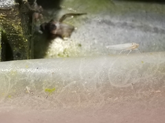 Zygina nivea