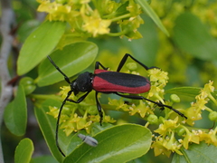 Purpuricenus kaehleri