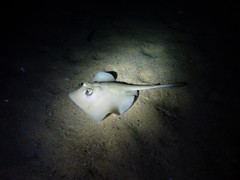 Trygonoptera personata