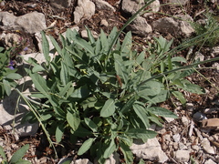 Salvia brachyodon