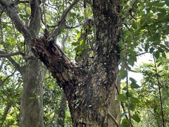 Glochidion rubrum