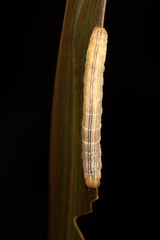 Ichneutica steropastis