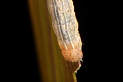 Ichneutica steropastis