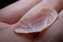 Moerella pulchella