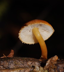 Pholiota squarrosipes
