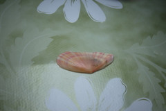 Moerella pulchella