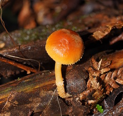 Pholiota squarrosipes