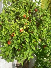Capsicum chinense