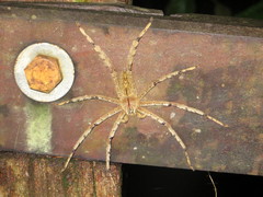 Heteropoda boiei