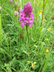 Anacamptis pyramidalis