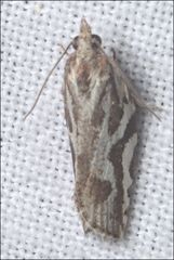 Technitis cataractis