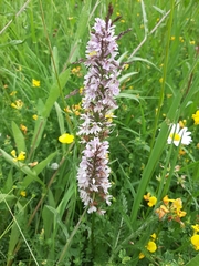 Dactylorhiza fuchsii
