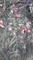 Schinus molle