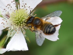Megachile willughbiella