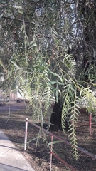 Schinus molle
