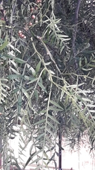 Schinus molle
