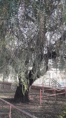 Schinus molle