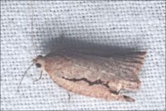 Meritastis