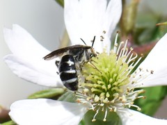 Lasioglossum sexnotatum