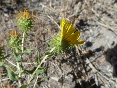 Grindelia squarrosa serrulata