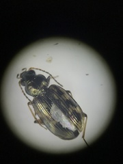 Bembidion semipunctatum