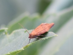Clepsis consimilana