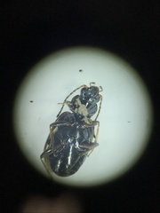 Bembidion semipunctatum