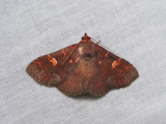 Saroba pansa