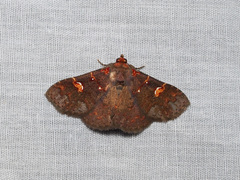 Saroba pansa