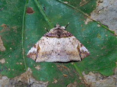 Tamba basiscripta