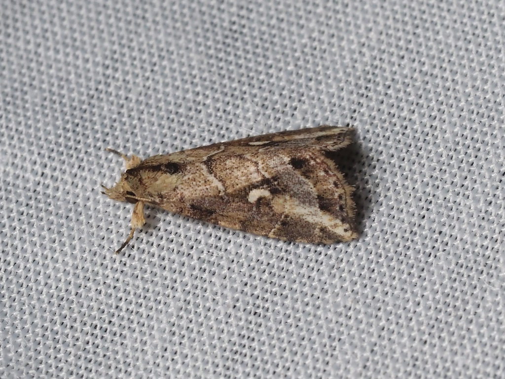 Tipasa nebulosella