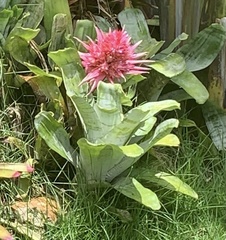 Aechmea fasciata