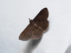 Stenocarsia sthenoptera