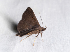 Stenocarsia sthenoptera