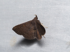 Stenocarsia sthenoptera