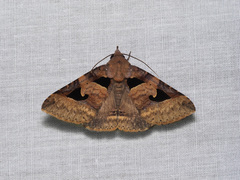 Avatha bubo