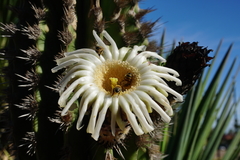 Pachycereus pecten-aboriginum