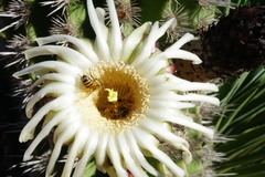 Pachycereus pecten-aboriginum