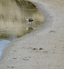 Recurvirostra andina