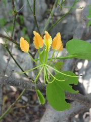 Bauhinia madagascariensis image
