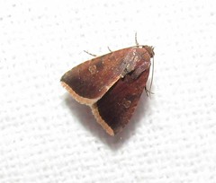 Micrathetis canifimbria