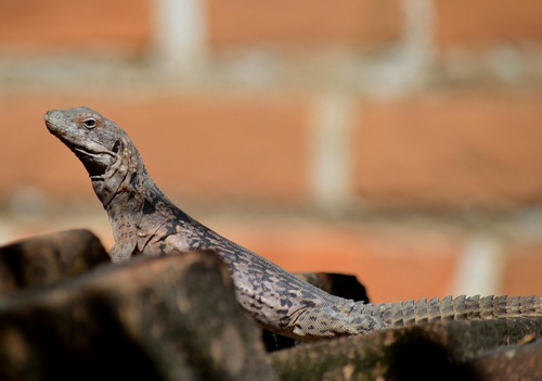 Oaxacan Spiny-tailed Iguana