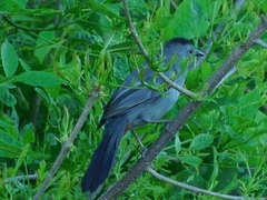 Dumetella carolinensis