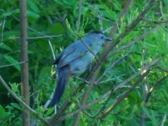 Dumetella carolinensis