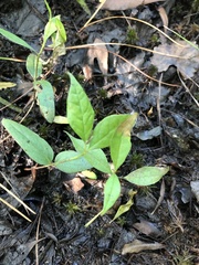 Lysimachia terrestris