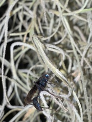 Chlorion aerarium