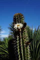 Pachycereus pecten-aboriginum
