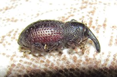 Heilipodus taciturnus