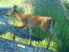 Odocoileus virginianus