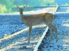 Odocoileus virginianus